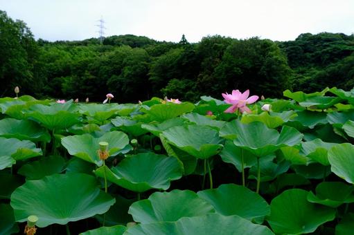 蓮の花 蓮の花 蓮,植物,花の写真素材