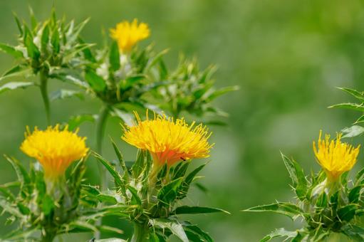 Photo, early summer, flower, safflower, 