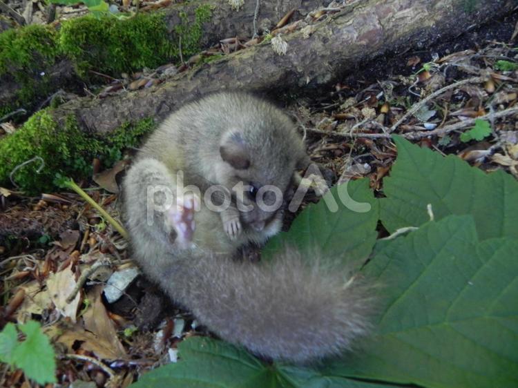 巣から落ちたリスの赤ちゃん リス,リスの赤ちゃん,ヨーロッパリスの写真素材