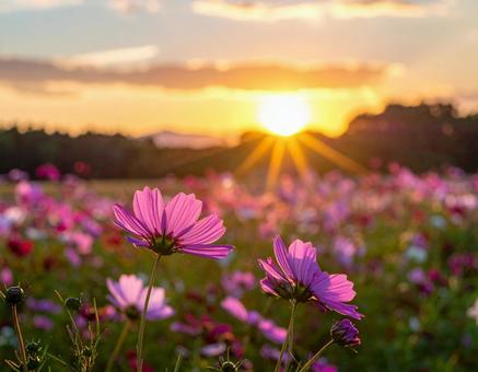 夕焼けのコスモス 夕焼けのコスモスの写真