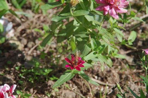 花の蜜を吸う蜂 蜂,ジニア,百日草の写真素材