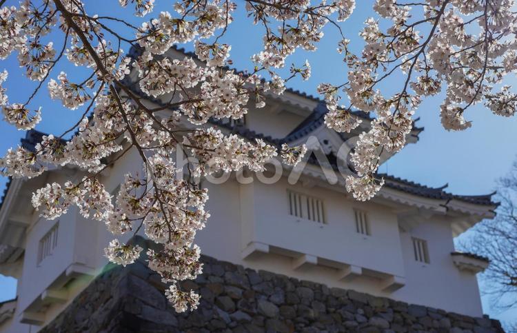 桜と城２ 桜,さくら,サクラの写真素材