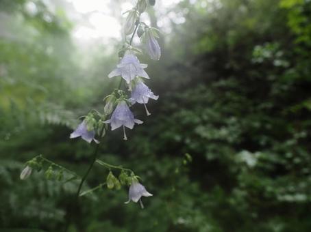 山野草・ソバナ(北軽井沢) 山野草・ソバナ(北軽井沢)の写真