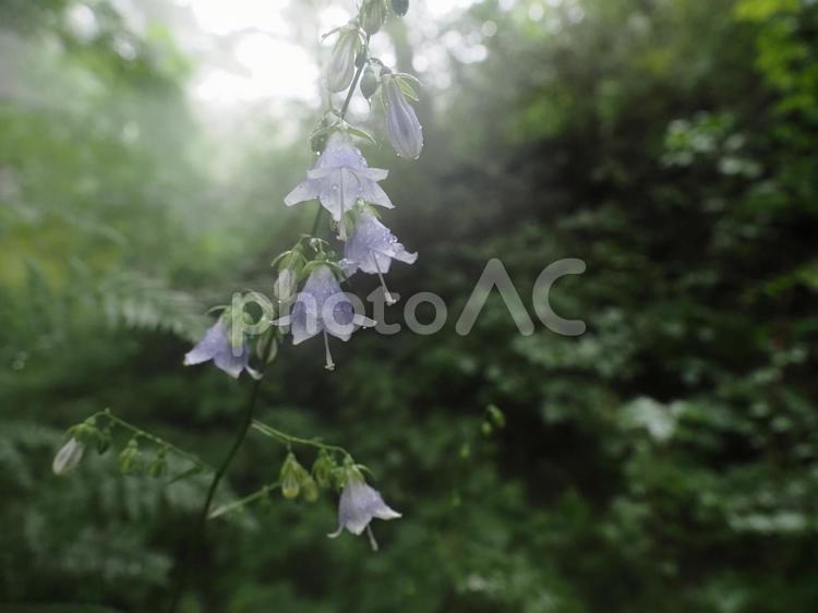 山野草・ソバナ（北軽井沢） ソバナ,花,草の写真素材