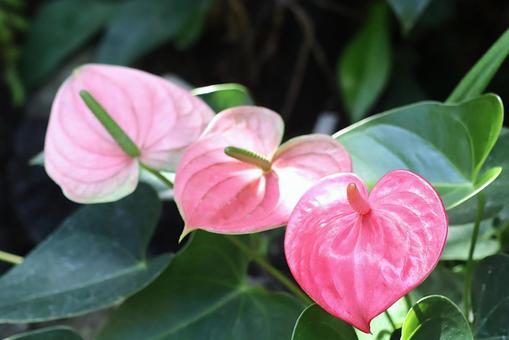 観葉植物　アンスリウム アンスリウム,観葉植物,熱帯植物の写真素材