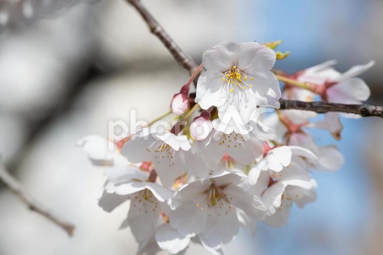 ソメイヨシノのアップ 桜,満開,ソメイヨシノの写真素材