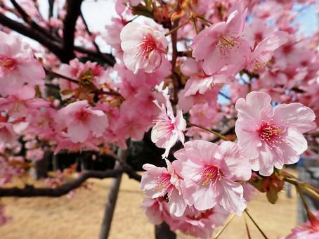 桜 桜の写真
