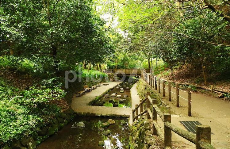 柿田川公園の風景 柿田川公園,静岡県,清水町の写真素材