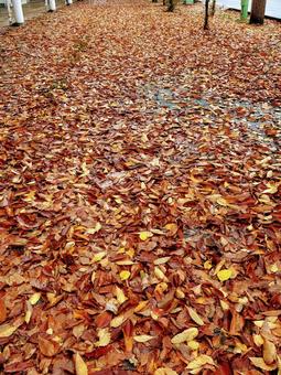 一面の落ち葉 紅葉,雨降り,落ち葉の写真素材
