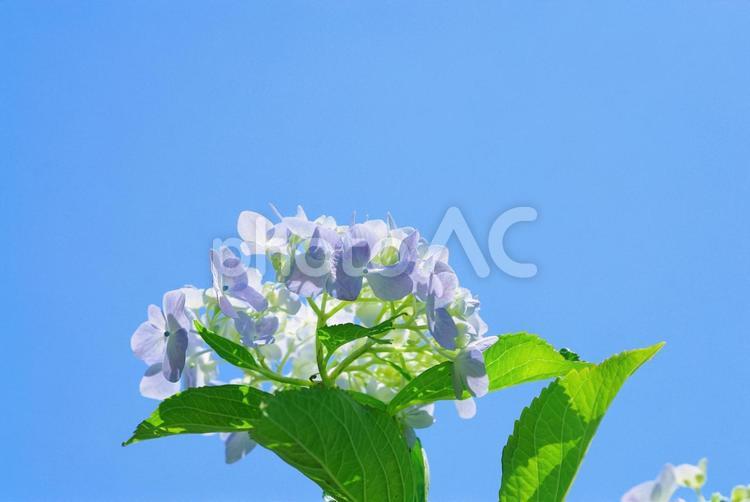 紫陽花　アジサイ　あじさい 紫陽花,アジサイ,あじさいの写真素材