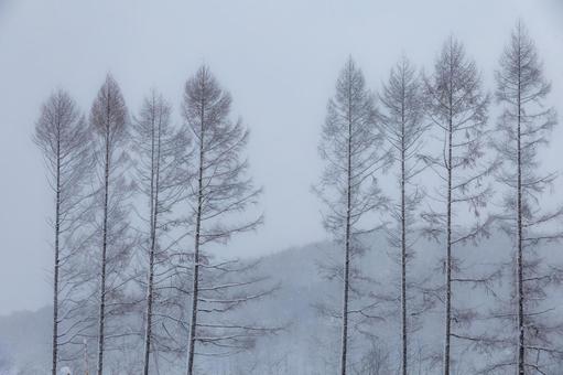 降雪の中に整然と佇むカラマツの冬景色 冬景色,降雪,カラマツの写真素材