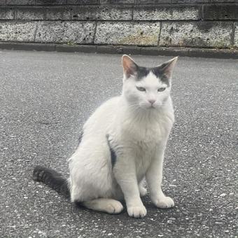 cat, JPG cat, JPG