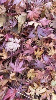 秋の庭の風景　色とりどりの紅葉の落ち葉 もみじ,秋の庭,歩道の写真素材