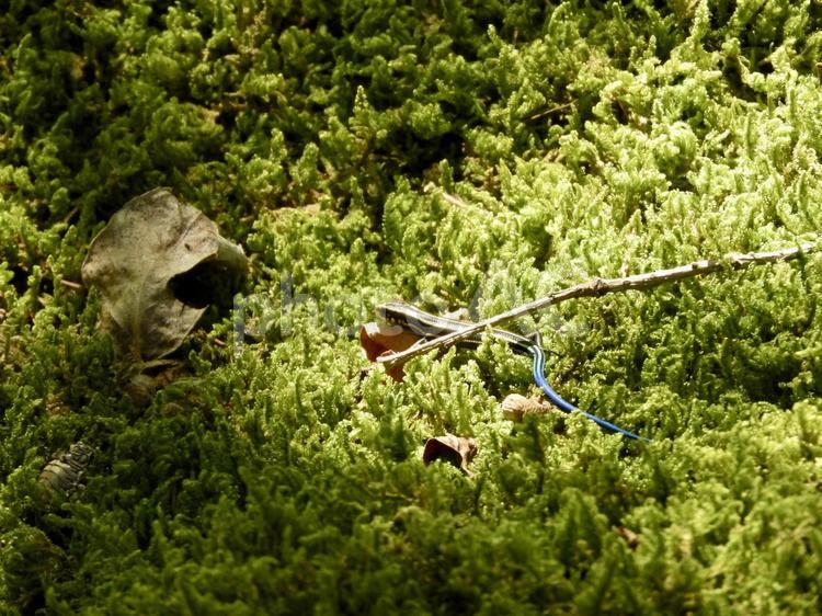 苔岩の上で休むトカゲの赤ちゃん トカゲ,ニホントカゲ,幼体の写真素材