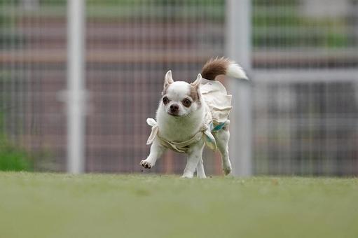 ドッグランのワンコ ドッグランのワンコ 犬,ワンコ,dogの写真素材