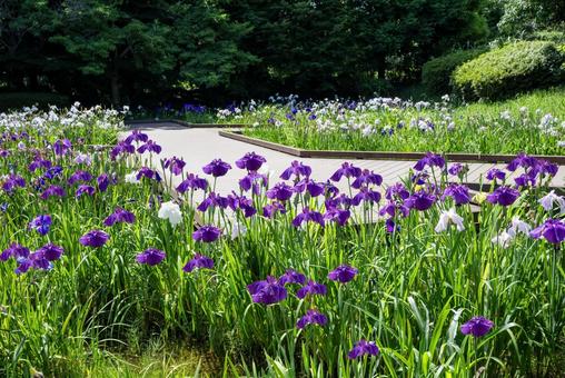 花菖蒲の小径 花菖蒲の小径の写真