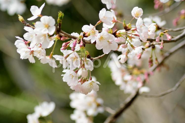 ソメイヨシノ 白い花とピンクのつぼみアップ 桜の花,ソメイヨシノ,桜の写真素材