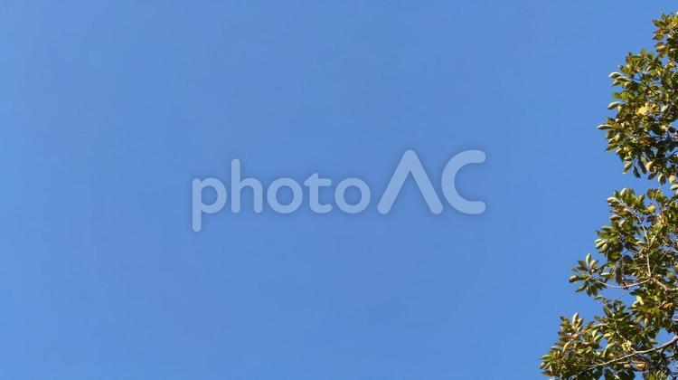 青空と木々の緑 青空,空,晴れの写真素材