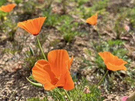 オレンジの花 オレンジの花の写真