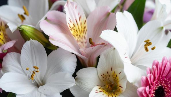 4月誕生花　アルストロメリア、ガーベラの写真