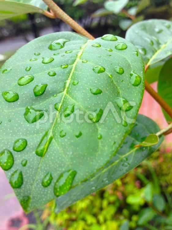 しずく付きの葉っぱ 植物,葉っぱ,雨の写真素材