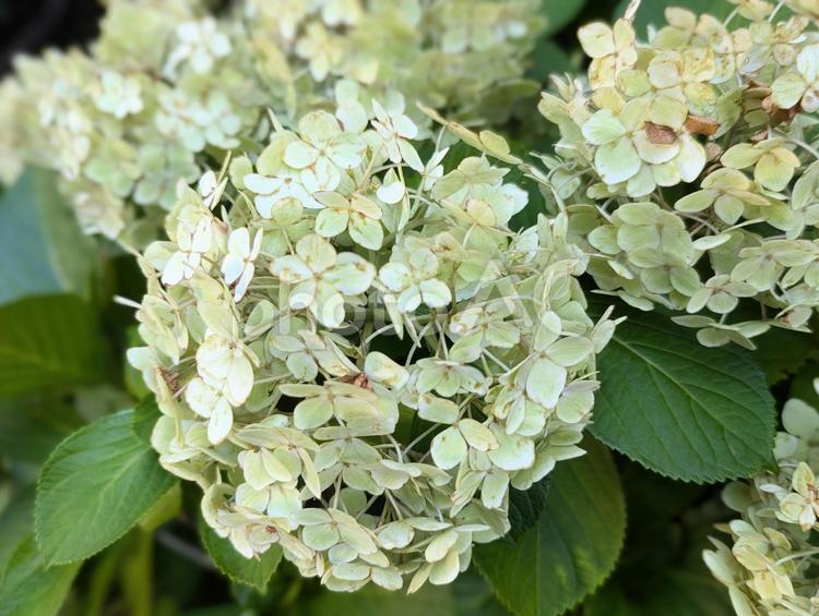あじさい あじさい,梅雨,植物の写真素材