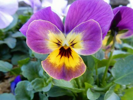 【花の写真】ピオラ ビオラ,三色菫,植物の写真素材