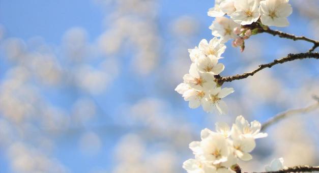 見ごろが長い桜_02 見ごろが長い桜_02の写真