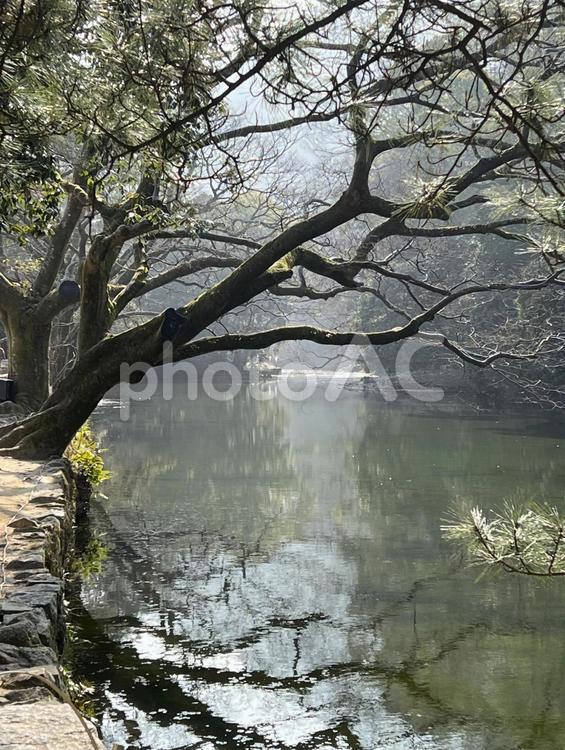 早春の栗林公園 栗林公園,公園,庭園の写真素材