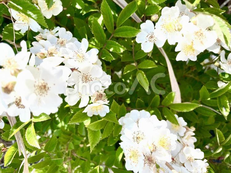 白い花の咲く木 白,花,植物の写真素材