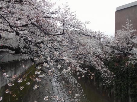 桜 お花見 神田川 桜 お花見 神田川の写真