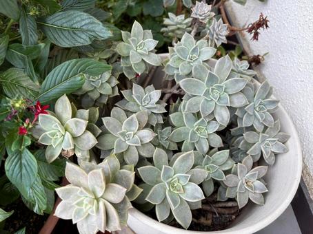 鉢からあふれる多肉植物 鉢からあふれる多肉植物 多肉植物,鉢植え,植物の写真素材