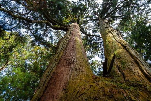 勝楽山高蔵寺阿弥陀堂⒁ 秋,御神木,勝楽山高蔵寺阿弥陀堂の写真素材