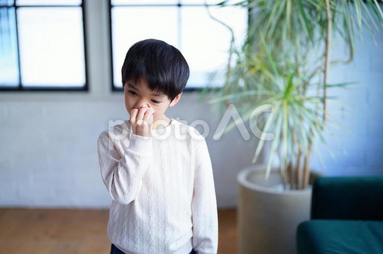 ティッシュで鼻かむ男の子 男の子,小学生,リビングの写真素材