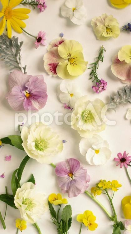 白背景に春の花の花びらのフレーム、ビオラとクリスマスローズ                 春,春の花,パンジーの写真素材