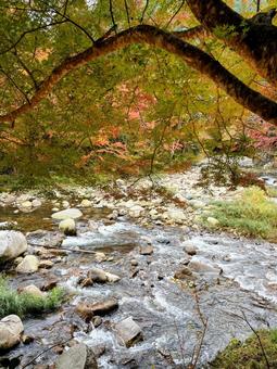 紅葉 秋,紅葉,モミジの写真素材