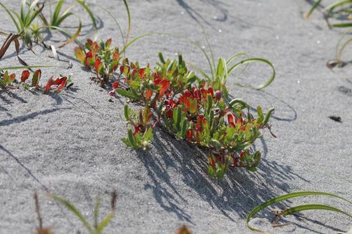 コマツヨイグサ コマツヨイグサ,砂浜,浜辺の写真素材