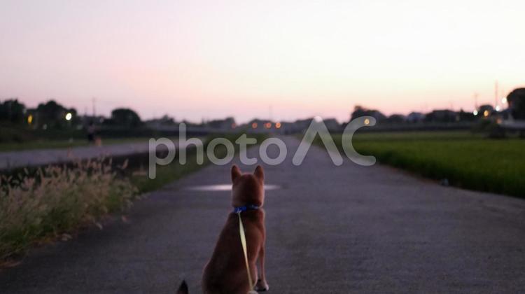 夕暮れを見つめる犬 犬,夕暮れ,哀愁の写真素材
