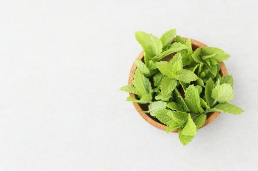 スペアミント ミント,スペアミント,ハーブの写真素材