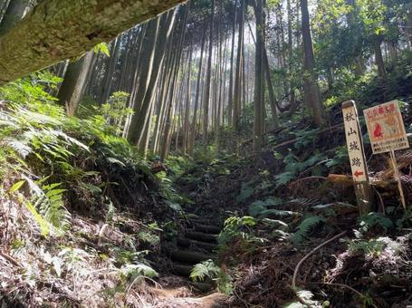 登山道　階段　杉林　秋山城　宇陀松山城址 登山道,階段,杉林の写真素材