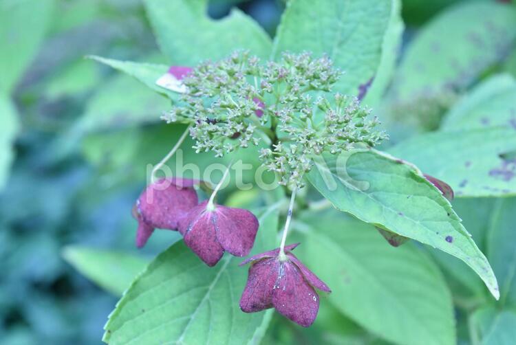枯れた花・あじさい２ あじさい,はな,アジサイの写真素材