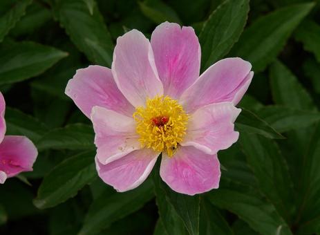 シャクヤク シャクヤク シャクヤク,芍薬,エビスグサの写真素材