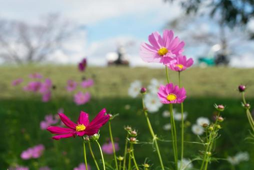 馬見丘陵のコスモス 風景,自然,秋の写真素材