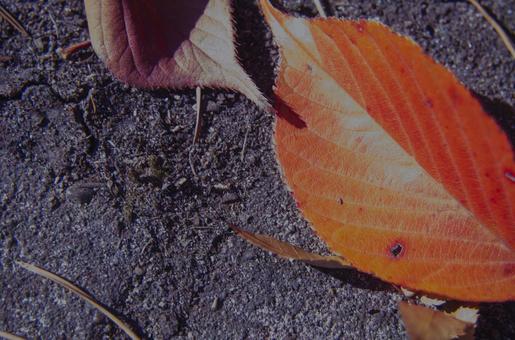 紅葉 紅葉の写真