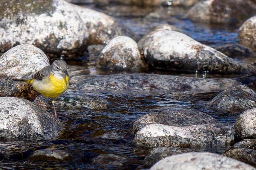 水辺のキセキレイ・コピースペースの写真