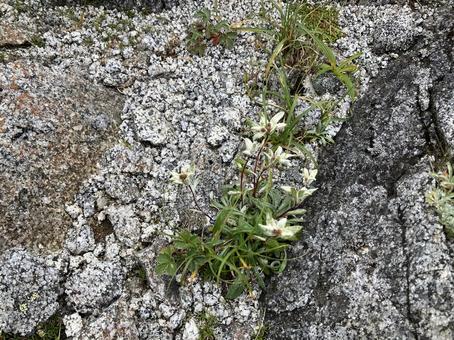エーゼルワイス　空木岳にて エーゼルワイス,高山植物,花の写真素材