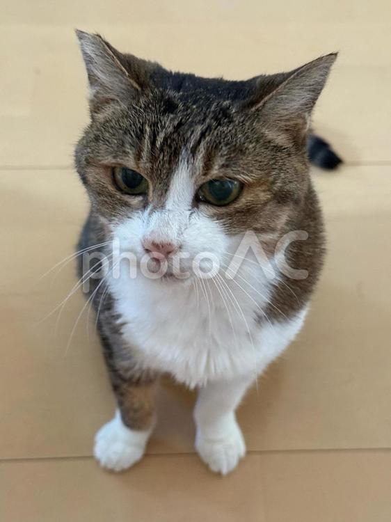 わが家のねこＤ ネコ,ねこ,保護ねこの写真素材