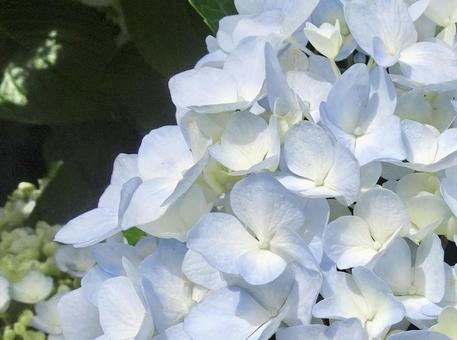 淡い水色の紫陽花 淡い水色の紫陽花の写真