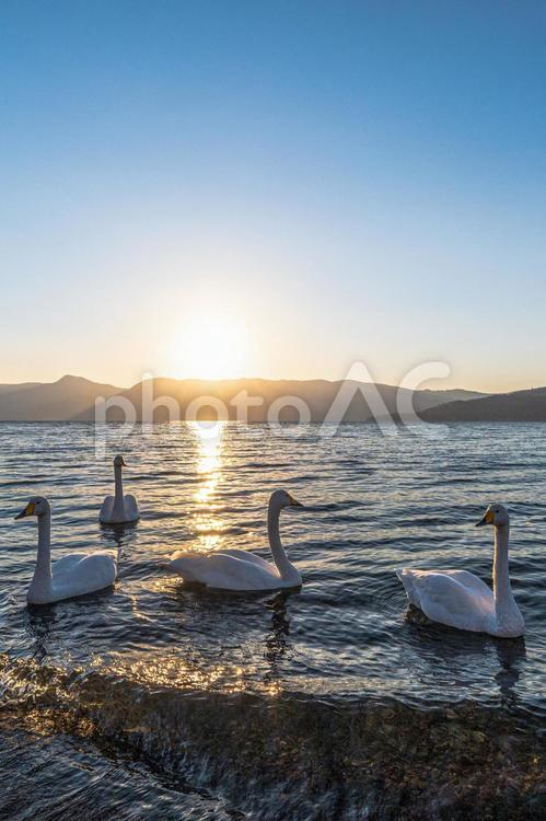 屈斜路湖と太陽　野生の白鳥（その２１）検索単語/屈斜路湖 クリエイター名/YUTO@PHOTOGRAPHER 湖,白鳥,ブルーアワーの写真素材