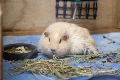 モルモット 井の頭動物園 モルモット 井の頭動物園 モルモット,動物,動物園の写真素材